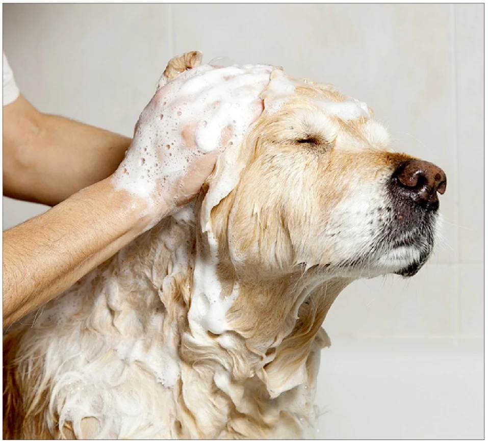 Pet grooming client transformation